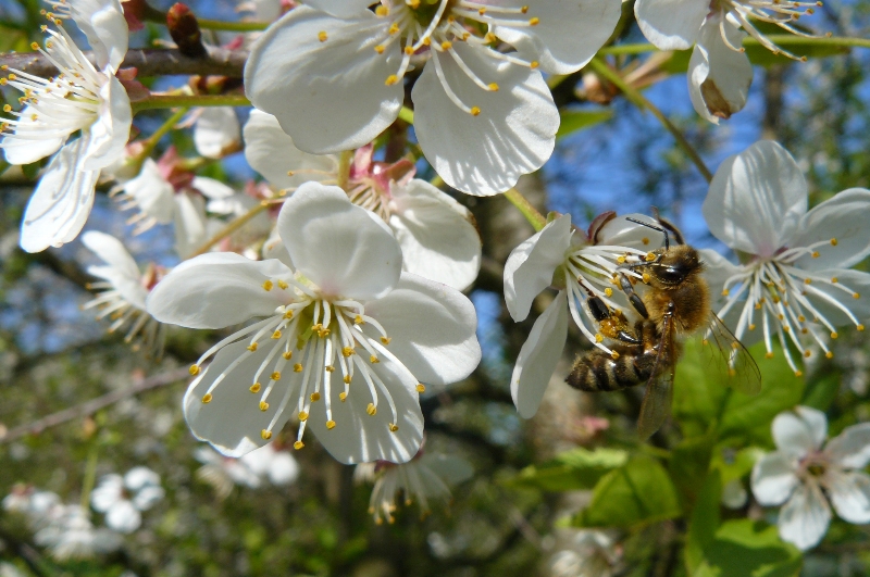Kirsebærblomster og bier 2015